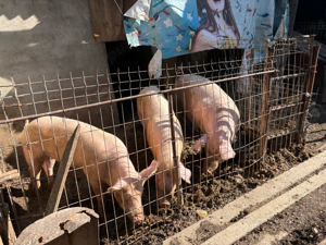 Vand porc aproximativ 180kg disponibili 2 bucati - imagine 4