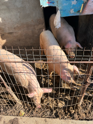 Vand porc aproximativ 180kg disponibili 2 bucati - imagine 5