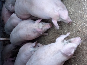 Vand porci de carne  - imagine 5 Vand porci de carne  - imagine 5