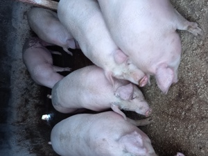 Vand porci pentru craciun - imagine 2