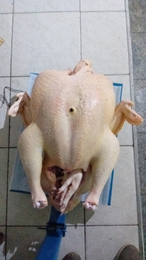 vand curcani si curci albe de carne