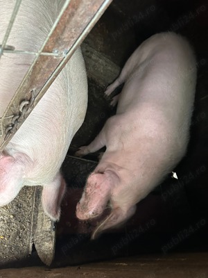 Porc crescut in gospodarie 100%BIO - imagine 2