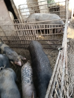 vind porcii  - imagine 2