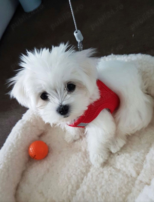 bichon maltez minii toy
