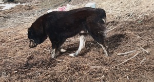 Vand câine ciobănesc  - imagine 2