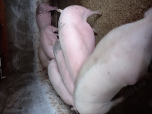 Vand porci de carne  - imagine 2 Vand porci de carne  - imagine 2