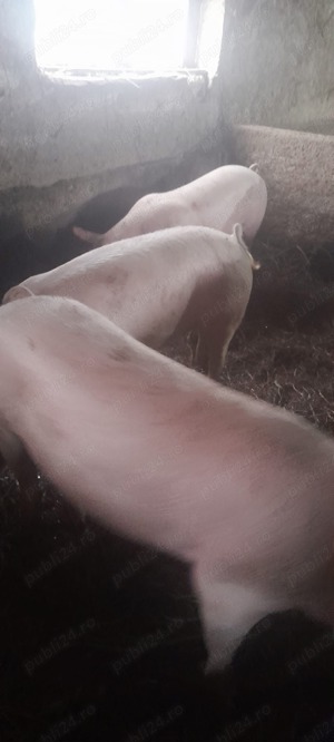 Porci bio de vânzare  - imagine 2 Porci bio de vânzare  - imagine 2