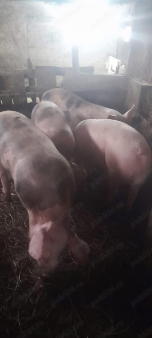 Porci bio de vânzare  - imagine 3 Porci bio de vânzare  - imagine 3