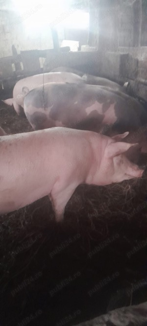 Porci bio de vânzare 