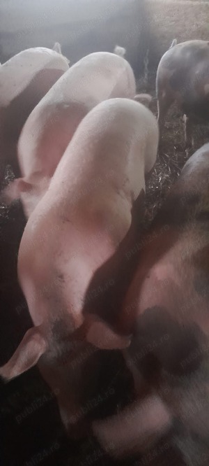 Porci bio de vânzare  - imagine 4 Porci bio de vânzare  - imagine 4