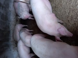 Vand porci de carne  - imagine 4 Vand porci de carne  - imagine 4