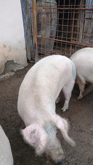 VAND porc  - imagine 2