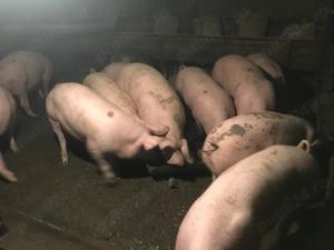 Vand porci de sacrificat