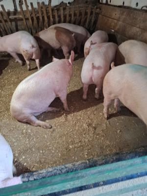 porci si purcei de vanzare - imagine 5