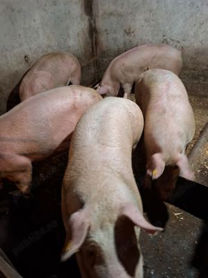 vand porci - imagine 3 vand porci - imagine 3