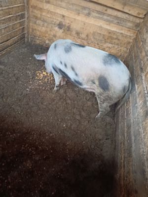 Vand porci peste 100 kg