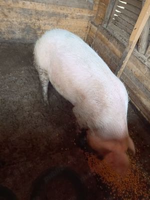 Vand porci peste 100 de kg