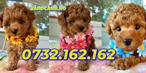 Caniche pitic Poodle toy de vanzare cu microcip, factura, carnet, pasaport, livrare la Bucuresti