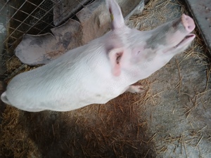 vand porci - imagine 3