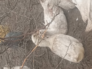 rățe și gâște de vânzare 