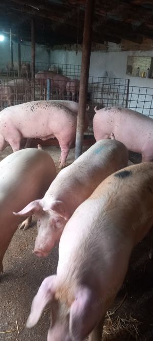 Porci de carne 100kg la160