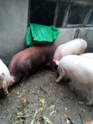 Porci vânzare 