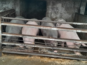 vand porci  130 150 kg