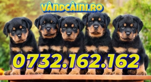 Firma Autorizata- Rottweiler de vanzare cu Factura,Test,Microcip,Carnet,Livrare la Bucuresti - imagine 3