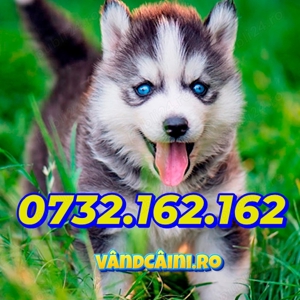 Firma Autorizata- Husky Siberian de Vanzare cu Factura,Test,Microcip, livrare la Bucuresti
