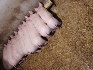 Disponibili 8saptamani  - imagine 2