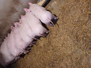 Disponibili 8saptamani  - imagine 3