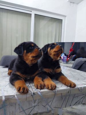 Catei Rottweleir - imagine 4