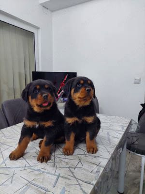 Catei Rottweleir - imagine 5