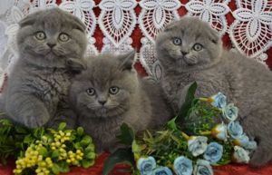 Scottish Fold Blue băiat  - imagine 2 Scottish Fold Blue băiat  - imagine 2