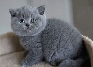 Scottish Fold Blue băiat  - imagine 4 Scottish Fold Blue băiat  - imagine 4