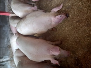 Vand porci mari - imagine 2