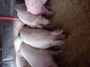 Vand porci de carne  - imagine 3 Vand porci de carne  - imagine 3