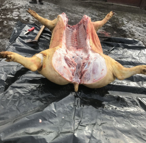 vand  carcasa porci 