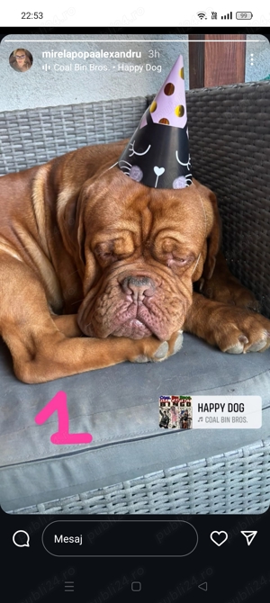 Vând Dog de Bordeaux  - imagine 4