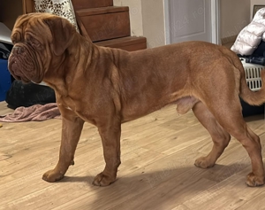 Vând Dog de Bordeaux  - imagine 2