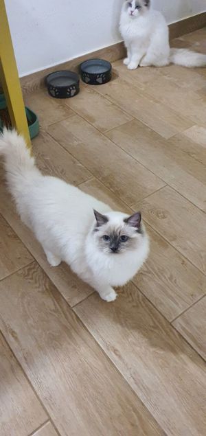 Motanel ragdoll rasa pura! - imagine 3