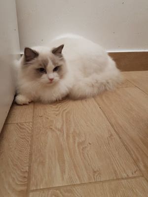 Motanel ragdoll rasa pura! - imagine 4
