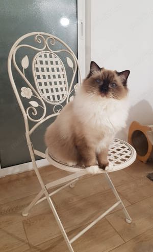 Motanel ragdoll rasa pura! - imagine 5