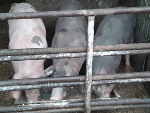 porci 100 120 kg
