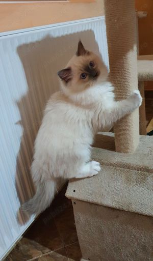 Ragdoll cu pedigree - imagine 5