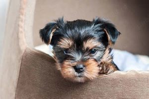 Yorkshire Terrier mini toy