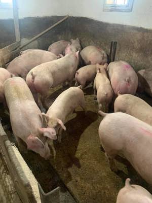 Porci de vanzare greutate intre 90 - 150 kg Transport asigurat