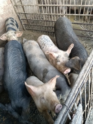 vind porcii  - imagine 3