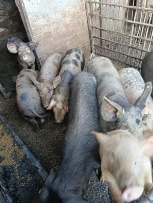 vind porcii  - imagine 4