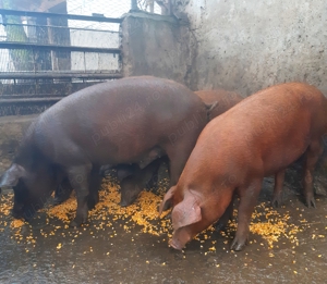 Duroc 100% ptr crăciun  - imagine 2